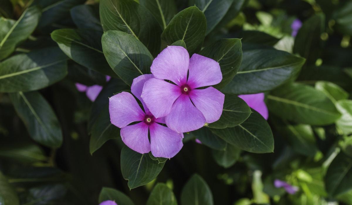 Welke planten mogen niet in de tuin worden geplant?