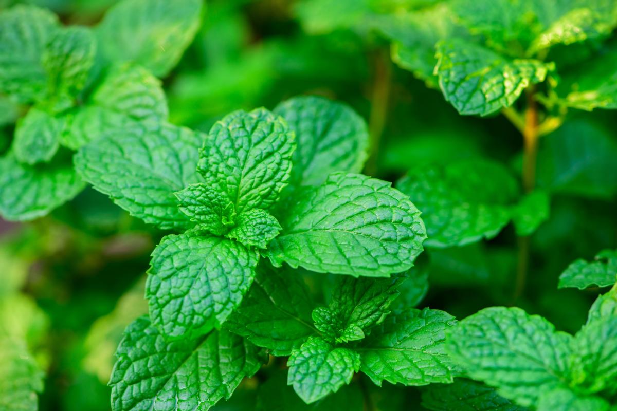 Welke planten mogen niet in de tuin worden geplant?