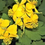 waarom-je-celandine-niet-moet-vernietigen-in-je-moestuin-hoe.webp.webp