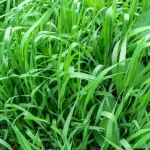 Hoe je van tarwegras afkomt zonder chemicaliën: echte ervaring hoe-je-van-tarwegras-afkomt-zonder-chemicalien-echte-ervaring.webp.webp