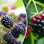 Bramen worden wakker en bedanken je met een oogst: een