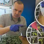 De eerste besproeiing van tomaten na het verplanten: wat toevoegen