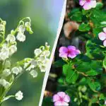 Deze 7 vaste planten zien er prachtig uit, maar plant