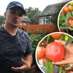 Een halve kilo van een lage struik: vier tomatenrassen die