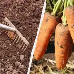 Een maand voordat ik wortelen zaai, bemest ik de bedden