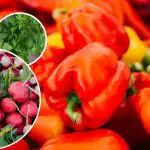 Geen ongedierte of onkruid - wat te planten naast paprika's