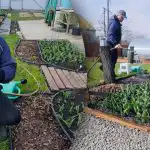 Het geheim van grote tulpen: wat je zeker moet doen in de lente Het geheim van grote tulpen: wat je zeker moet doen