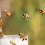 hoe-bijen-hun-weg-vinden-welk-geheim-schuilt-er-in.jpg