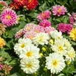 hoe-dahlias-te-planten-experts-gaven-belangrijke-tips-zonder-welke.webp.webp
