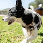 Hoe je kunt begrijpen dat de hond ongelukkig en nerveus is: kinologen noemden 4 belangrijke signalen hoe-je-kunt-begrijpen-dat-de-hond-ongelukkig-en-nerveus.webp.webp