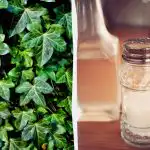 Ivy overleeft het niet: 2 penny keukenmiddeltjes die binnen een