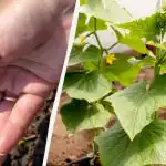 Komkommers zaaien in de volle grond: de meest productieve dagen