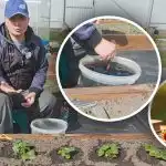 Onder elke struik in de lente: wat moet je aardbeien