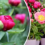 Pioenen vergeven geen fouten: wat moet er gebeuren in april?