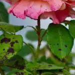 Rozen krijgen de zwartestipziekte niet als je een enkele bloem