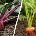 Slechts 6 dagen in april zijn geschikt voor het planten van wortelen en bieten: nauwkeurige zaaikalender 2026 Slechts 6 dagen in april zijn geschikt voor het planten