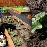 Slechts één keer water geven: zo bescherm je aardbeien tegen