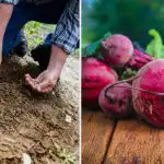 Tuiniers stoppen het in het gat bij het planten van