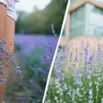 Uit de vuilnisbak en in de tuin: drie meststoffen die