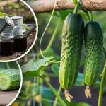 Vergeet bittere komkommers: expert noemt een eenvoudige regel voor een
