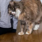 Waarom een kat vaak tegen mensen of voorwerpen aan schuurt: 6 redenen bevestigd door een dierenarts waarom-een-kat-vaak-tegen-mensen-of-voorwerpen-aan-schuurt.webp.webp