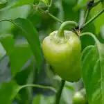 Waarom paprika's vallen: oorzaken van eierstokdaling waarom-paprikas-vallen-oorzaken-van-eierstokdaling.jpg