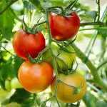 Waarom tomaten barsten op de struik: de niet voor de hand liggende boosdoener en hoe die te achterhalen waarom-tomaten-barsten-op-de-struik-de-niet-voor-de.jpg