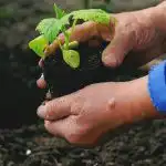 Wanneer en wat te planten in de moestuin: volkstekenen over weer en oogst Wanneer en wat te planten in de moestuin: volkstekenen over
