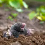 Wat in het mollengat te gieten: deze remedie staat in