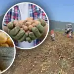 Zorg is beschikbaar, maar aardappelen zijn klein: expert vertelt hoe